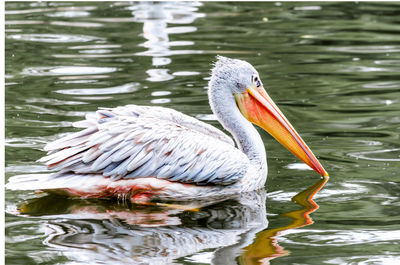 Side view of pelican swimming in lake