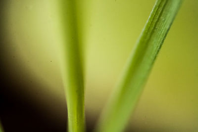 Close-up of plant