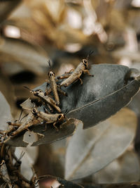 Close-up of insect on dry leaves