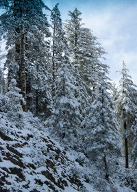 Snow covered pine trees in forest against sky