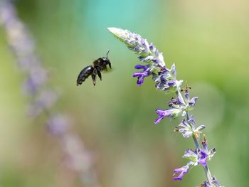 Close-up of bee pollinating on flower