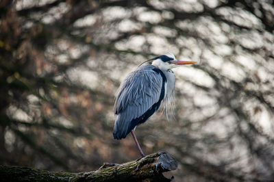 Bird perching on tree