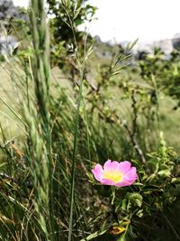 Close-up of pink flower blooming in field