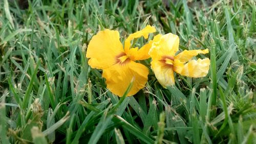 Close-up of yellow wildflower