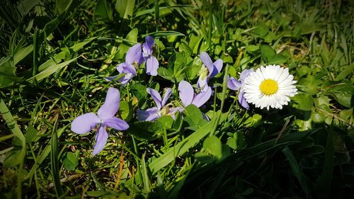 Close-up of purple crocus flowers