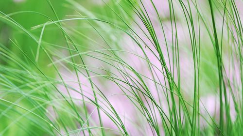 Close-up of wheat growing on field