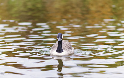 Duck swimming in lake