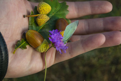 Close-up of hand holding purple flowering plant