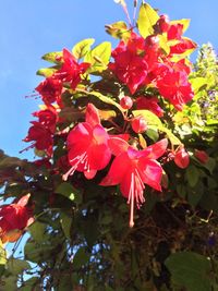 Low angle view of red flowering plant against sky