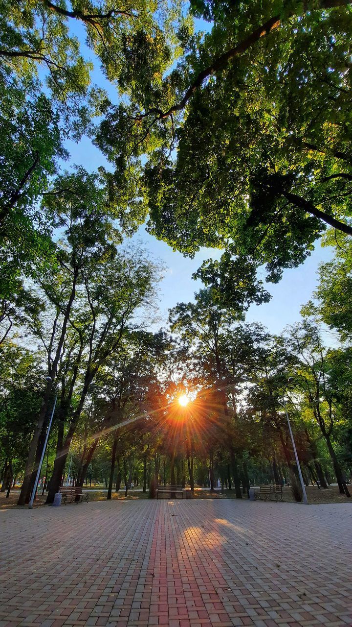 SUN SHINING THROUGH TREES IN PARK