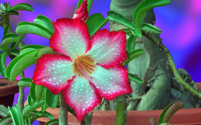 Close-up of pink flowering plant