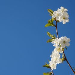 Close-up of cherry blossoms against clear blue sky