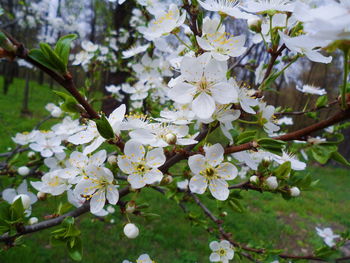Close-up of white cherry blossoms in spring