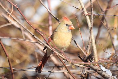 Close-up of bird perching on branch