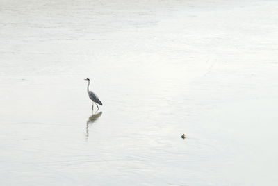 High angle view of bird in lake