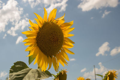 Close-up of sunflower against sky