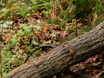 Close-up of lizard on tree