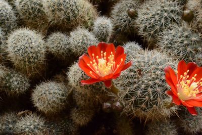 Close-up of cactus flowers