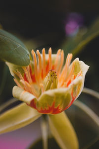 Close-up of flower on plant