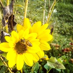 Close-up of bee on yellow flower