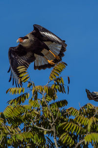 Low angle view of bird perching on plant against sky