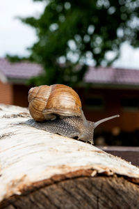 Close-up of snail on wood