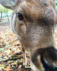 Close-up portrait of horse on field