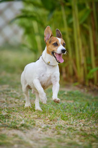 White dog running on field