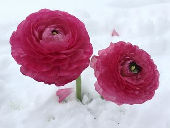 Close-up of pink rose flower