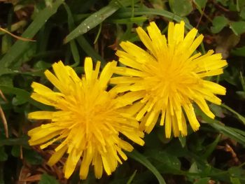 High angle view of yellow flowering plant on field