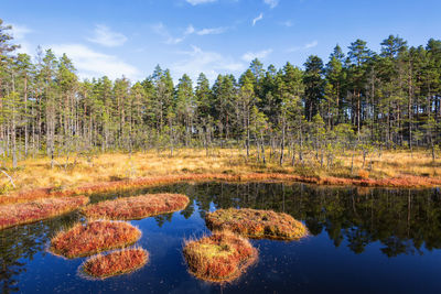 Reflection of trees in lake