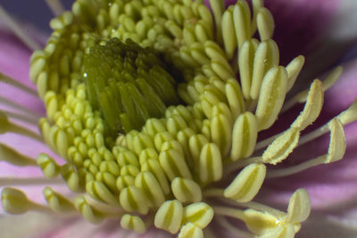 Close-up of yellow flowering plant