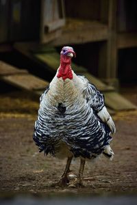 Close-up of a bird