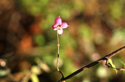 Close-up of flower against blurred background