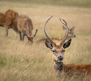 Portrait of deer