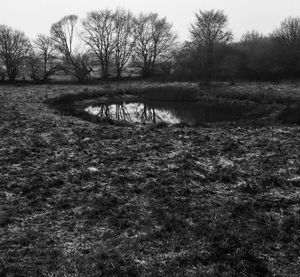 Bare trees on field against sky