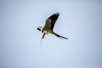 Low angle view of bird hunting against clear sky