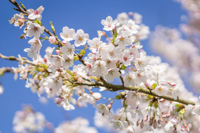 Low angle view of cherry blossoms