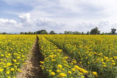 Scenic view of oilseed rape field against sky