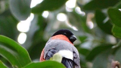 Close-up of bird perching on leaf