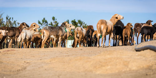 Panoramic view of horses standing against sky