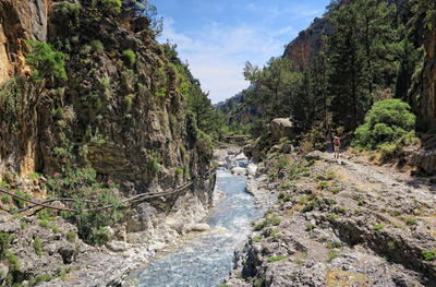 Scenic view of river amidst trees in forest