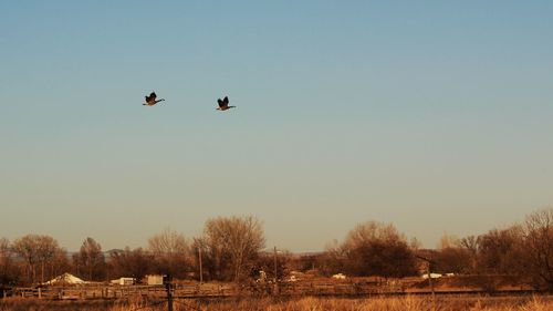 Canada geese flying over field against clear sky