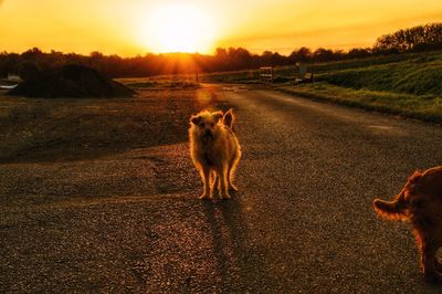 Dog standing on land during sunset