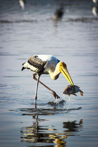 Bird on a lake