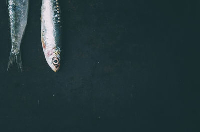 High angle view of fish hanging in water