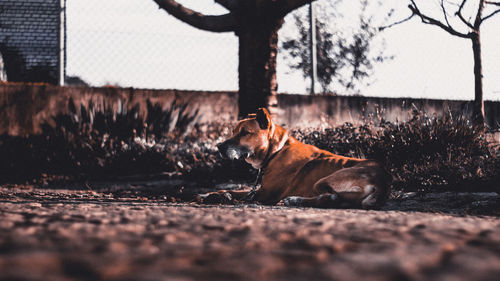 Dog relaxing in front of built structure