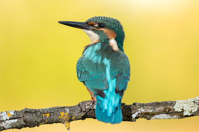 Close-up of bird perching on wooden post