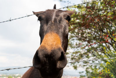 Close-up of a donkey against sky