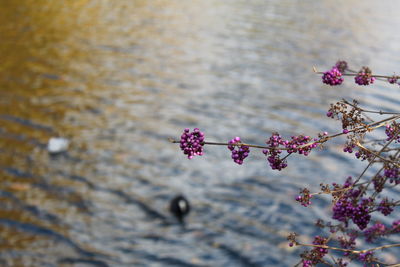 Close-up of pink flowers blooming on tree